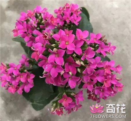 <a href=http://www.7flowers.com/flowers/26.html target=_blank class=infotextkey>长寿花</a>