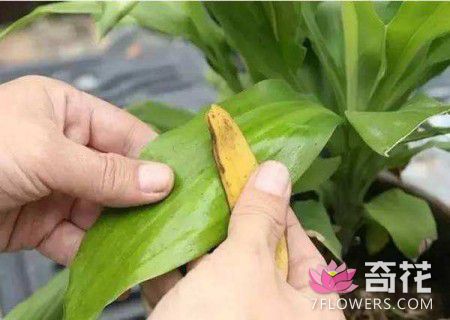 香蕉皮营养液的制作方法