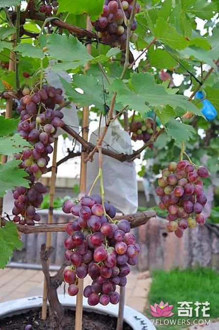 阳台种葡萄