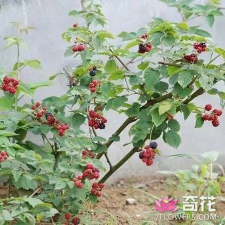 阳台种树莓
