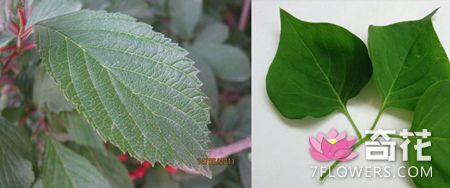 香荚蒾和丁香花的叶片区别
