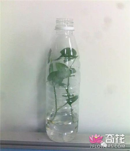 塑料瓶生根