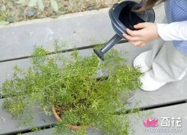 盆栽植物浇水的注意事项 盆栽植物如何浇水