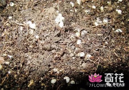 蟹爪兰扦插土壤