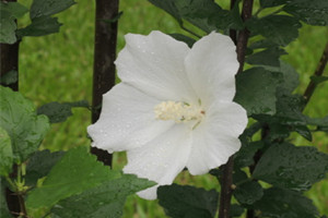 白花单瓣木槿