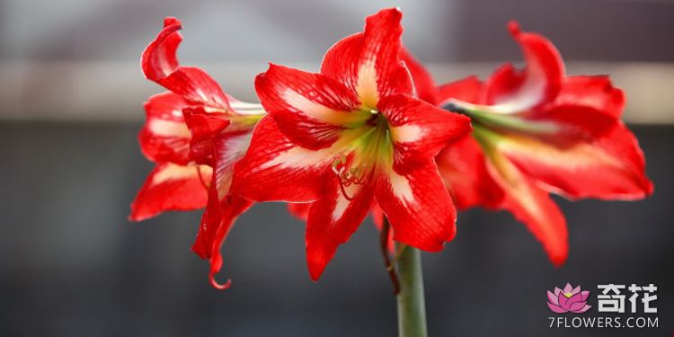 对兰和朱顶红的区别 两种花的花语解析