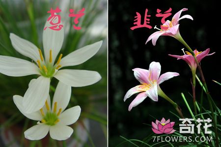 葱莲与韭兰的区别:看花朵