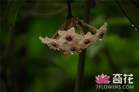 香花球兰浇水异常的症状