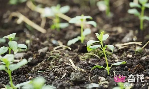 用落叶沤肥养花增加土壤的肥力