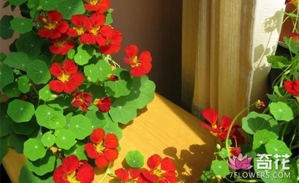 7种超容易养的垂吊花卉植物 挂在阳台上简直美到爆