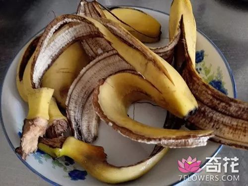 吃完的香蕉皮怎么做花肥？