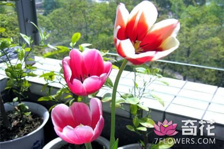适合春天养的8种花卉植物