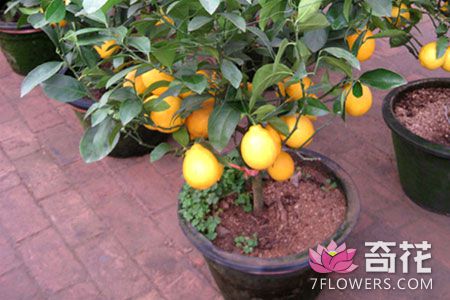 盆栽柠檬的种植方法