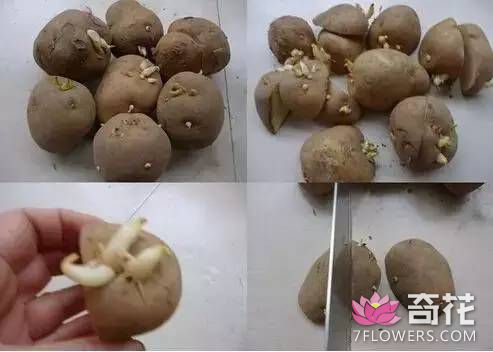 将一个土豆切成几块，每块上面一定要有芽，尽量让每块土豆上的芽眼分布均衡。
