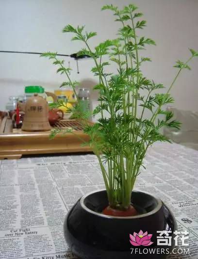 胡萝卜盆栽种植方法
