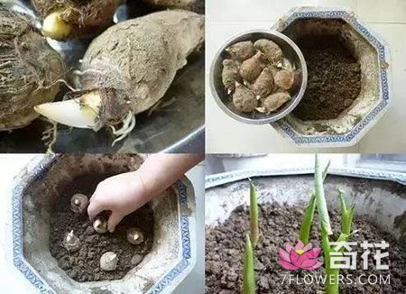 把芋头放进花盆，添上土，浇水，静待吧！