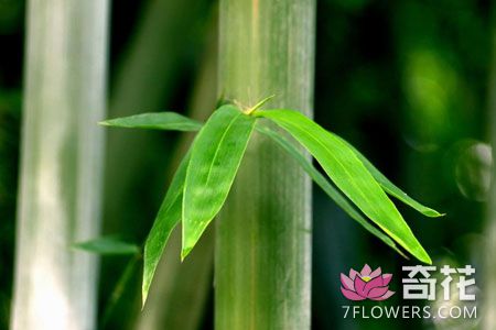 竹子没有种子是怎么繁殖的?