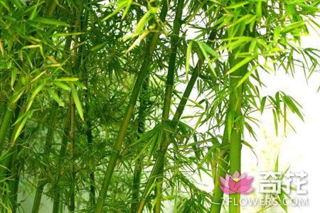 竹子园林的种植养护技术
