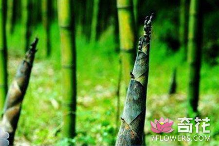 人工培育竹子种苗的方法 你知道吗？