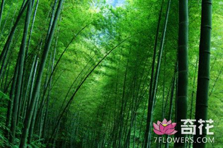 竹子种植养护八大技术要点