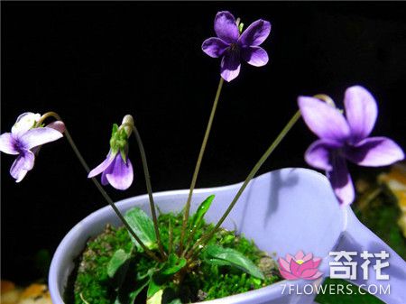 紫花地丁的播种