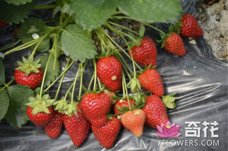家庭无土栽培草莓的相关知识
