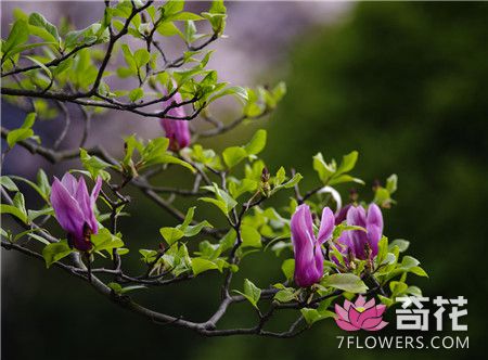 紫玉兰的繁殖方法