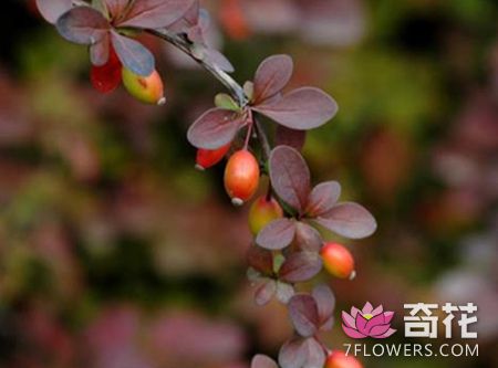 紫叶小檗的种植方法及病害防治