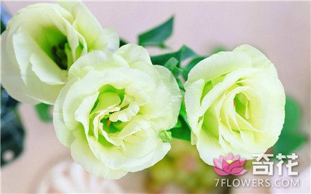 玫瑰扦插繁殖方法