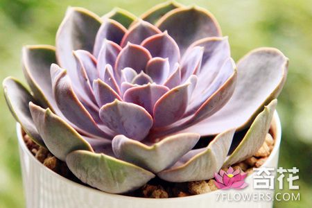 多肉植物紫珍珠和初恋怎么区分
