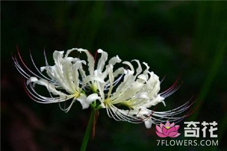 白花石蒜播种繁殖法