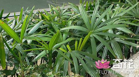 棕竹播种繁殖所需条件