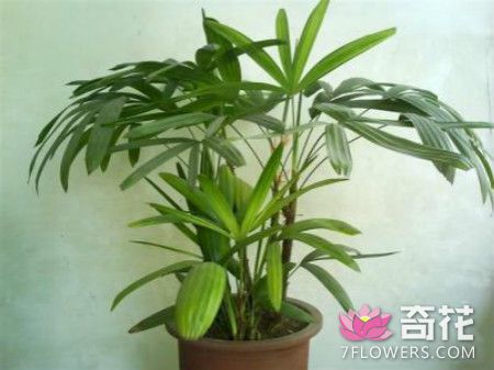 棕竹的播种繁殖