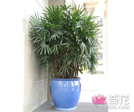 棕竹所常用繁殖方法