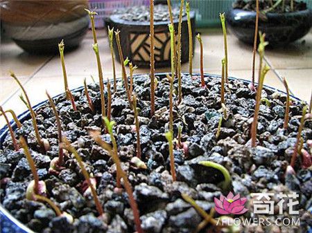 荔枝盆栽种植方法