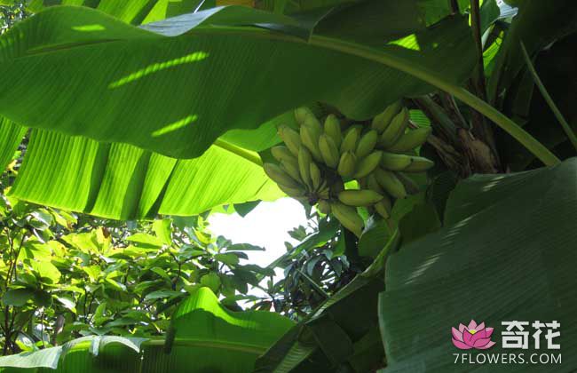芭蕉的繁殖方法及栽培技术