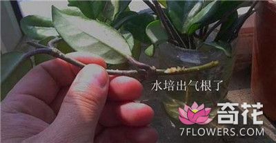 香花球兰水培：养护