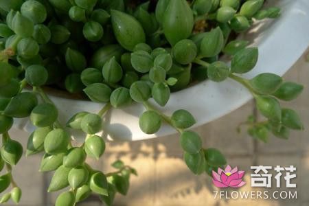 珍珠吊兰扦插方法与生根移栽后养护方法